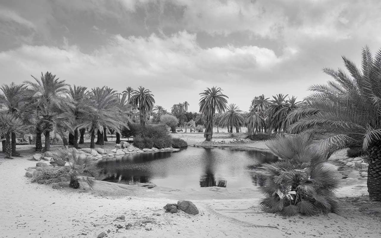 Black and white photo of a desert mirage with palm trees and a pond.
